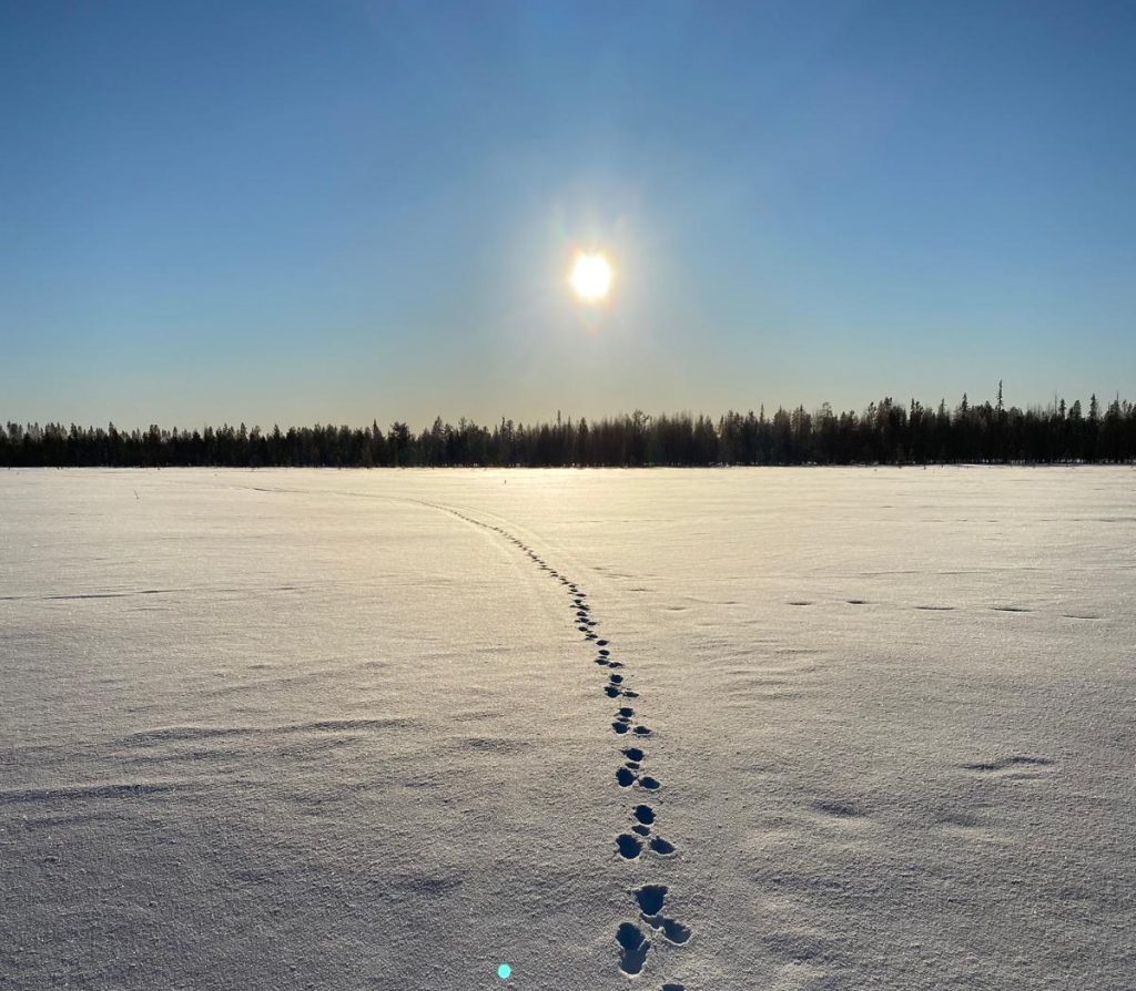 Pohjoisen värit 2026 maaliskuu